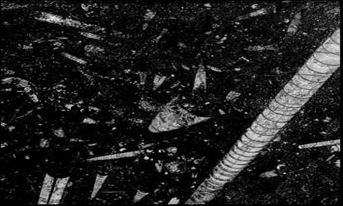 Noir Fossile | Marbre